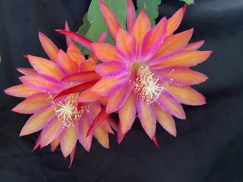 Coral Dance
