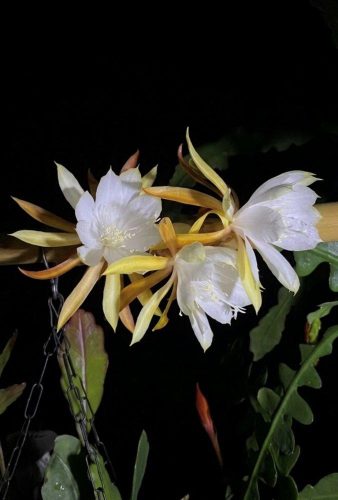 Epiphyllum anguiligar