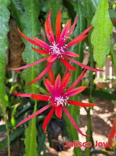 Jalisco Joy