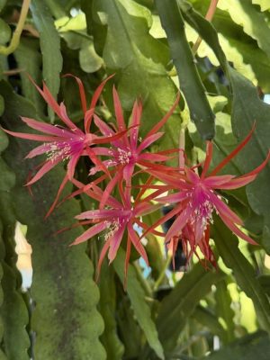 Jalisco Joy
