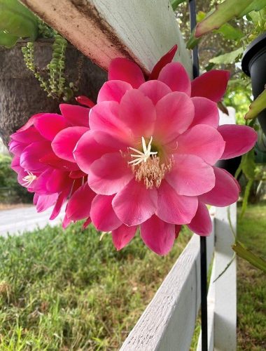 Meadow Rose