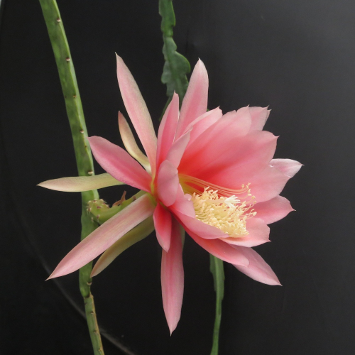 Photographer   Gilbert Hatfield