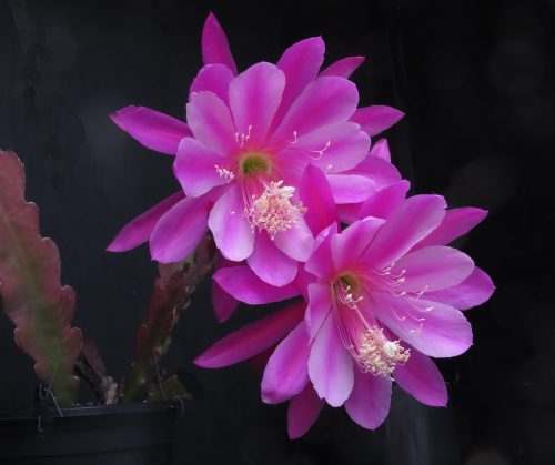 Photographer   Gail Hatfield