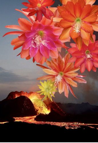 Photographer	   Arlene Hillman