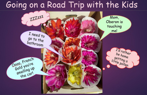 Going on a Roadtrip