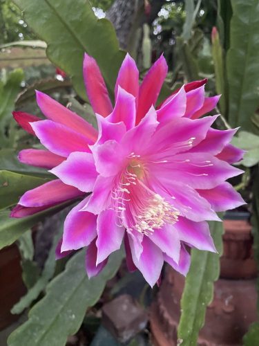 Photographer	   Arlene Hillman