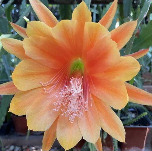 Photographer	   Arlene Hillman