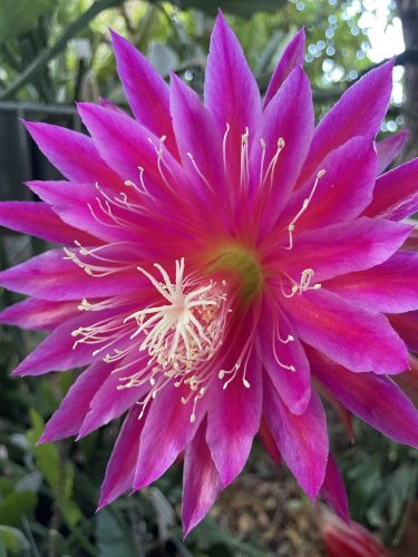 Photographer	   Arlene Hillman