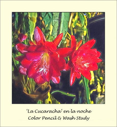 La Cucaracha en la noche