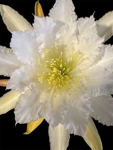 Photographer	   Arlene Hillman