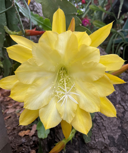 Norma Cantafio X Yellow Tang 