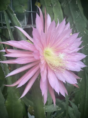 Photographer	   Arlene Hillman