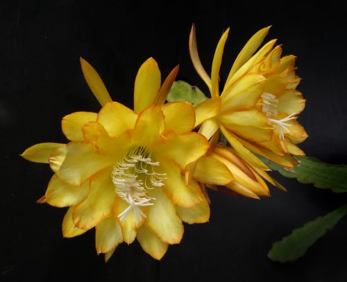 Photographer   Gilbert Hatfield
