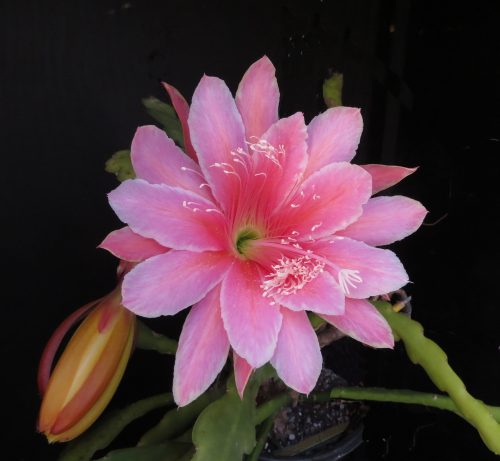 Photographer   Gilbert Hatfield