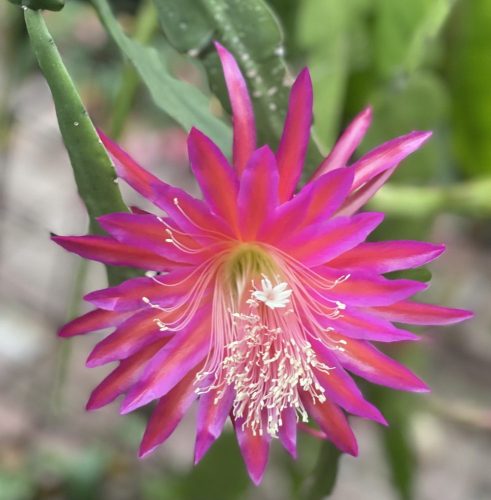 Photographer	   Arlene Hillman