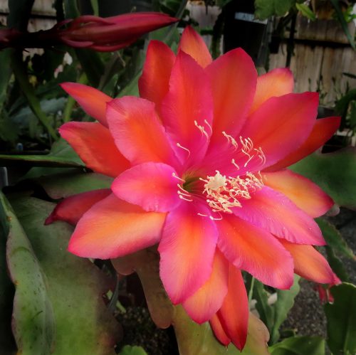 Photographer   Gilbert Hatfield