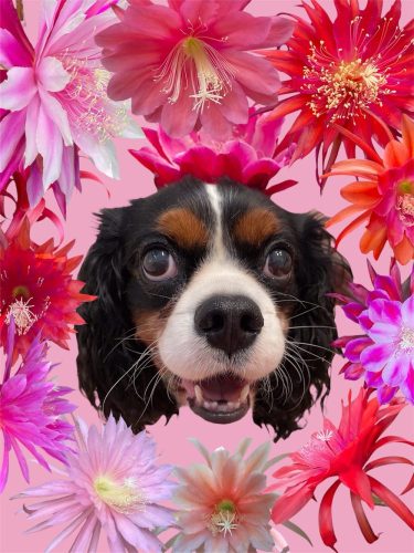 Photographer	   Arlene Hillman